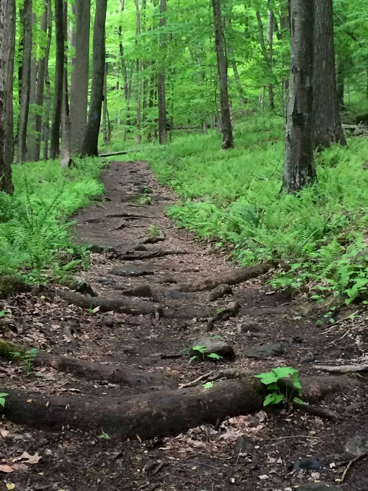 Tarrywile Trail